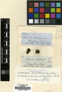 Type specimen at Edinburgh (E). Hooker, Joseph: 246. Barcode: E00011876.
