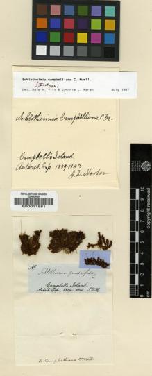 Type specimen at Edinburgh (E). Hooker, Joseph: . Barcode: E00011881.