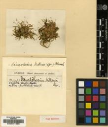 Type specimen at Edinburgh (E). Spruce, Richard: 1403. Barcode: E00011886.
