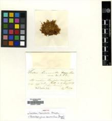 Type specimen at Edinburgh (E). Preiss, Johann August Ludwig: . Barcode: E00011888.