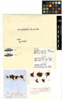 Type specimen at Edinburgh (E). Wallich, Nathaniel: 69. Barcode: E00011889.