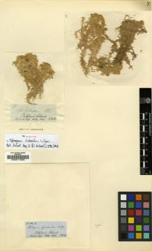 Type specimen at Edinburgh (E). Hooker, Joseph: 184B. Barcode: E00011895.