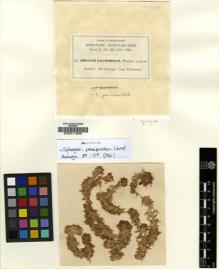 Type specimen at Edinburgh (E). Teysmann, Johannes: 51. Barcode: E00011896.
