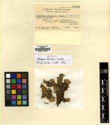 Type specimen at Edinburgh (E). Robinson, Charles: 11996. Barcode: E00011898.