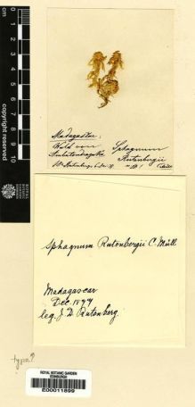 Type specimen at Edinburgh (E). Rutenberg, J.: . Barcode: E00011899.