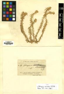 Type specimen at Edinburgh (E). Beccari, Odoardo: 69. Barcode: E00011900.