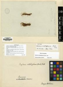 Type specimen at Edinburgh (E). Brown, Robert: . Barcode: E00011901.