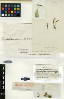 Type specimen at Edinburgh (E). Humboldt, Friedrich: . Barcode: E00011904.