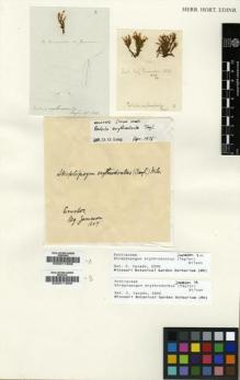 Type specimen at Edinburgh (E). Jameson, William: . Barcode: E00011905.