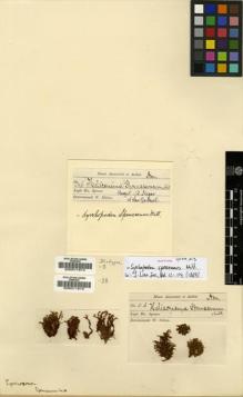Type specimen at Edinburgh (E). Spruce, Richard: 3. Barcode: E00011914.