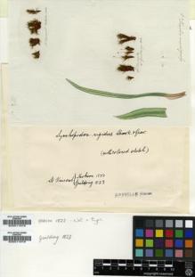 Type specimen at Edinburgh (E). Guilding, Lansdown: . Barcode: E00011919.