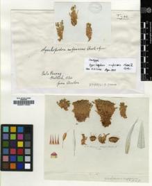 Type specimen at Edinburgh (E). Wallich, Nathaniel: . Barcode: E00011920.