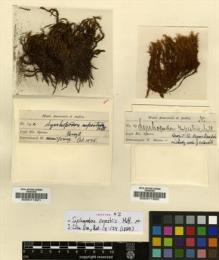 Type specimen at Edinburgh (E). Spruce, Richard: 14C. Barcode: E00011921.