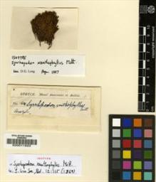 Type specimen at Edinburgh (E). Spruce, Richard: 16. Barcode: E00011923.