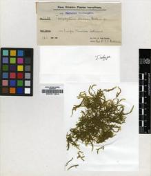 Type specimen at Edinburgh (E). Winkler, Hans: 3279. Barcode: E00011924.