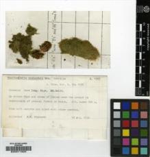 Type specimen at Edinburgh (E). Richards, Paul: R.1323. Barcode: E00011925.