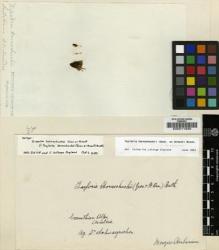 Type specimen at Edinburgh (E). Schwaegrichen, Christian: . Barcode: E00011930.