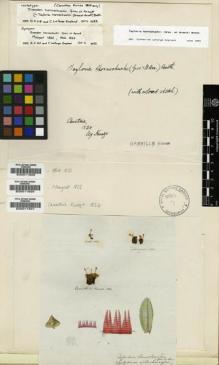 Type specimen at Edinburgh (E). Kunze: . Barcode: E00011931.