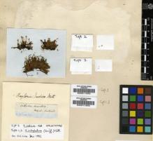 Type specimen at Edinburgh (E). Wallich, Nathaniel: . Barcode: E00011932.
