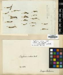 Type specimen at Edinburgh (E). Wallich, Nathaniel: . Barcode: E00011934.