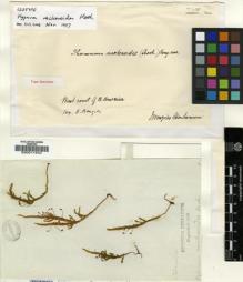 Type specimen at Edinburgh (E). Menzies, Archibald: . Barcode: E00011942.