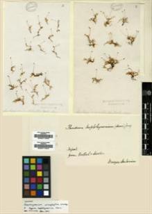 Type specimen at Edinburgh (E). Wallich, Nathaniel: . Barcode: E00011944.