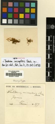 Type specimen at Edinburgh (E). Faurie, Urbain: 177. Barcode: E00011948.