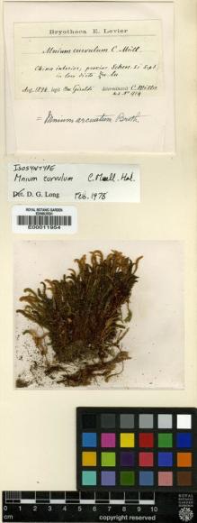 Type specimen at Edinburgh (E). Giraldi, G.: 914. Barcode: E00011954.