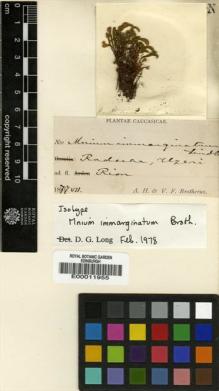 Type specimen at Edinburgh (E). Brotherus, Victor; Brotherus, A.: . Barcode: E00011955.