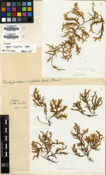 Type specimen at Edinburgh (E). Hooker, Joseph: . Barcode: E00011958.