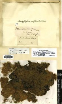 Type specimen at Edinburgh (E). Balfour, Isaac: . Barcode: E00011960.