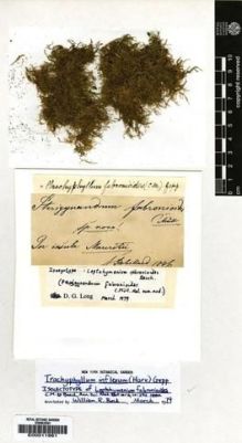 Type specimen at Edinburgh (E). De Robillard, Victor: . Barcode: E00011961.