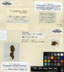 Type specimen at Edinburgh (E). Wallich, Nathaniel: . Barcode: E00011962.