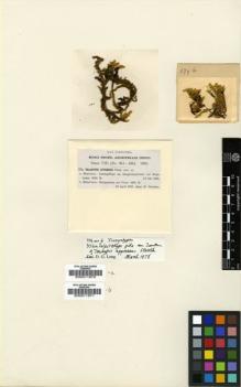 Type specimen at Edinburgh (E). Fleischer, Max: 374A. Barcode: E00011970.