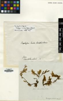 Type specimen at Edinburgh (E). Nees von Esenbeck, Christian: . Barcode: E00011972.