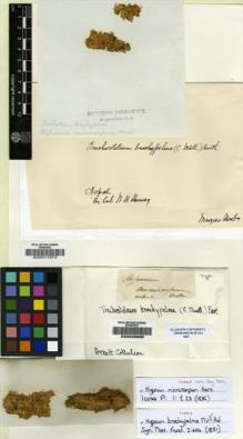 Type specimen at Edinburgh (E). Wallich, Nathaniel: . Barcode: E00011973.