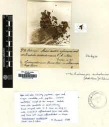 Type specimen at Edinburgh (E). Rehmann, Anton: 483. Barcode: E00011975.