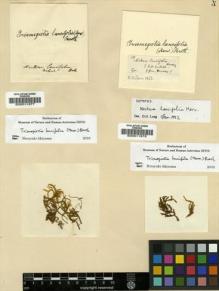 Type specimen at Edinburgh (E). Wallich, Nathaniel: 100. Barcode: E00011978.