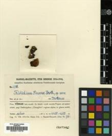 Type specimen at Edinburgh (E). Handel-Mazzetti, Heinrich: 4718. Barcode: E00011979.