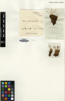 Type specimen at Edinburgh (E). Hornschuch, Christian: . Barcode: E00011981.