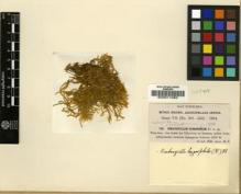 Type specimen at Edinburgh (E). Fleischer, Max: 320. Barcode: E00011982.