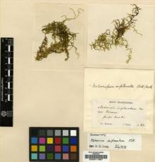Type specimen at Edinburgh (E). Weir, J.: 82. Barcode: E00011987.
