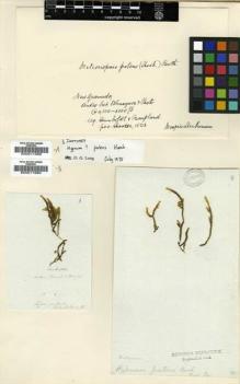 Type specimen at Edinburgh (E). Humboldt, Friedrich; Bonpland, Aime: . Barcode: E00011988.