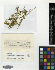 Type specimen at Edinburgh (E). Moritz, Johann: . Barcode: E00011990.