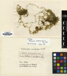Type specimen at Edinburgh (E). Spruce, Richard: 1250. Barcode: E00011992.