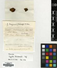 Type specimen at Edinburgh (E). Drummond, James: . Barcode: E00011995.