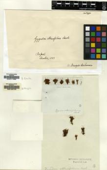 Type specimen at Edinburgh (E). Hooker, William: . Barcode: E00011996.