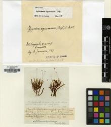 Type specimen at Edinburgh (E). Jameson, William: . Barcode: E00011997.