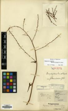 Type specimen at Edinburgh (E). Maire, Edouard-Ernest: 366. Barcode: E00012159.