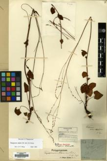 Type specimen at Edinburgh (E). Esquirol, Joseph: 164. Barcode: E00012167.